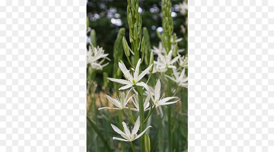 Ipheion Uniflorum，Lâmpada PNG