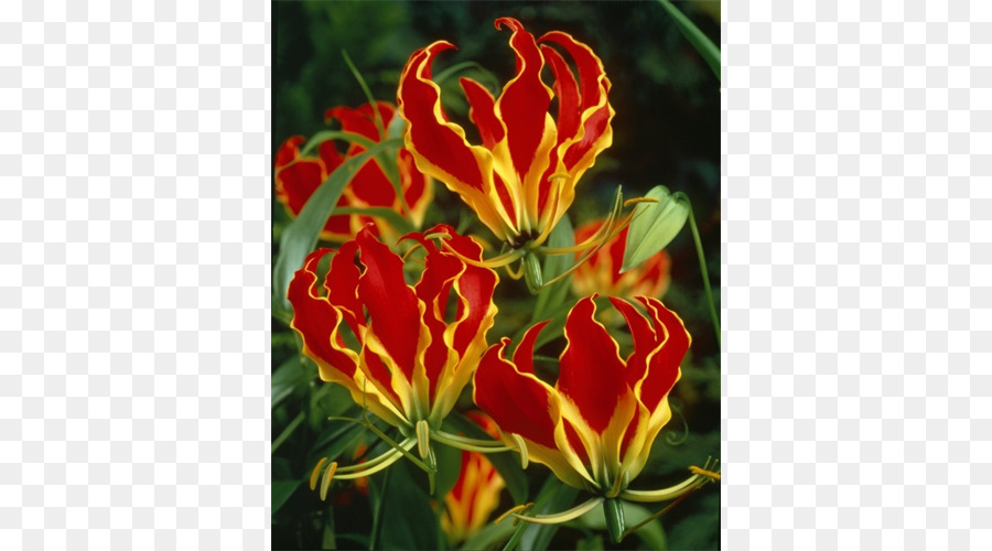 Flores Vermelhas E Amarelas，Florescer PNG