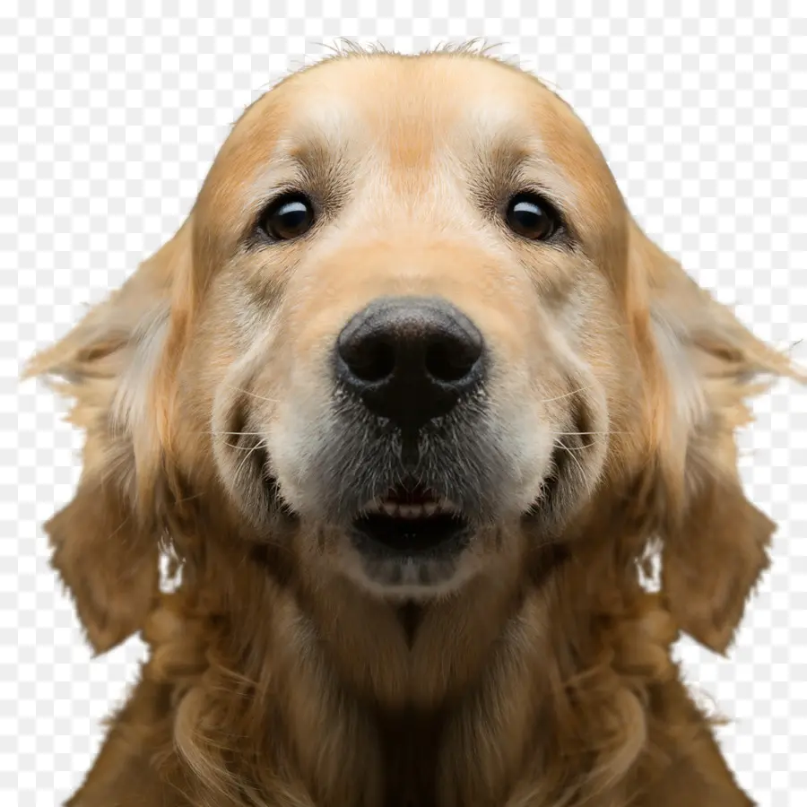 Golden Retriever，Cachorro PNG