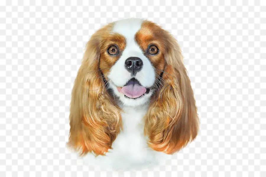 Cachorro，Cavalier King Charles Spaniel PNG