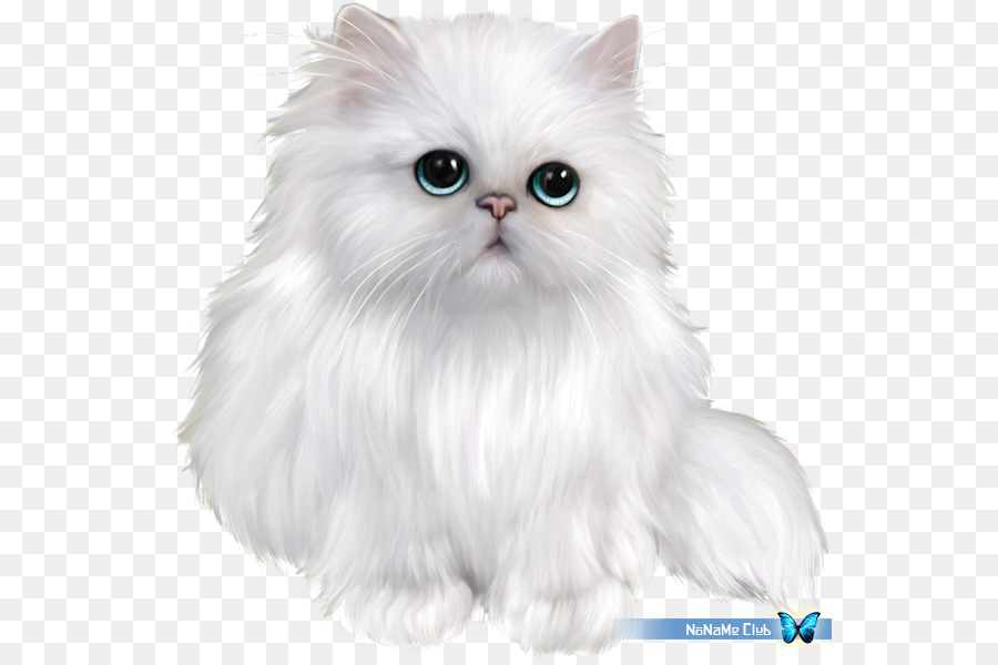 Gato Persa，Shorthair Exótico PNG