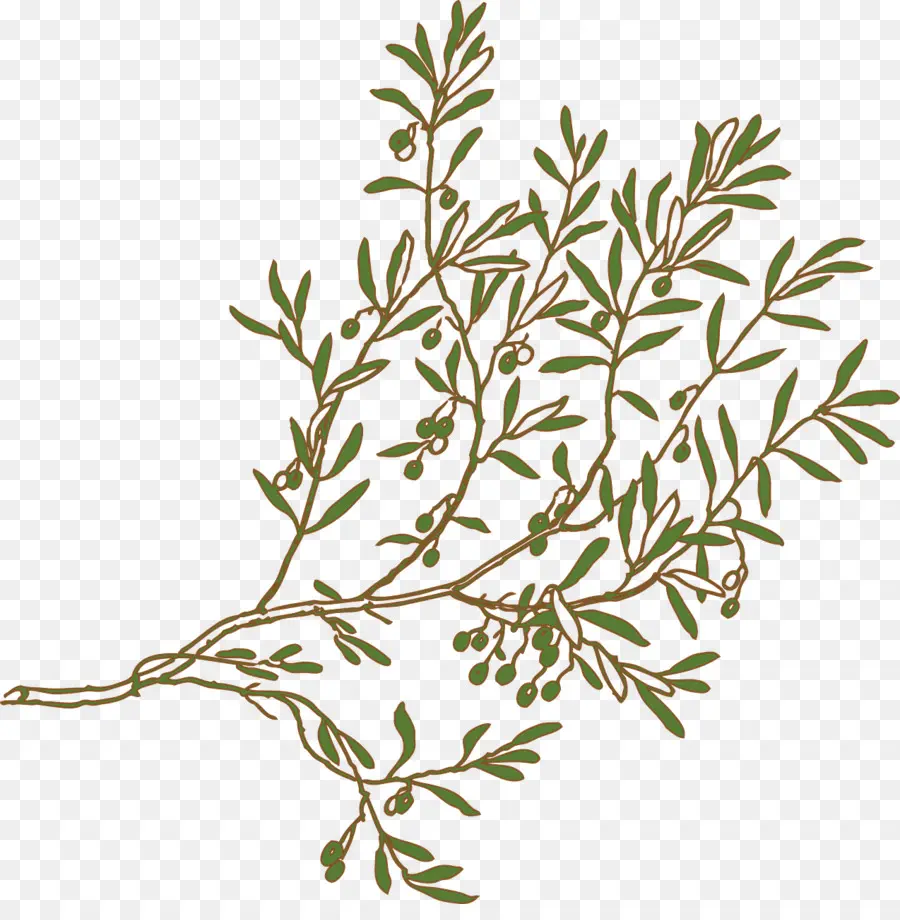 Olive Branch，Desenho PNG