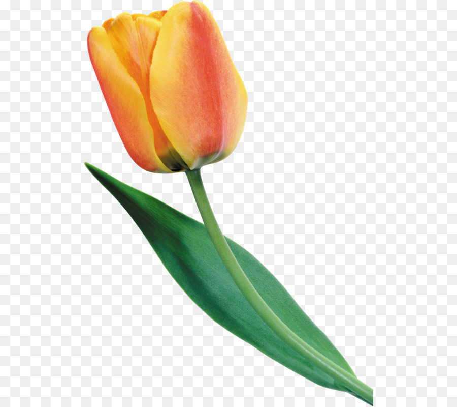 Tulip，Flor PNG