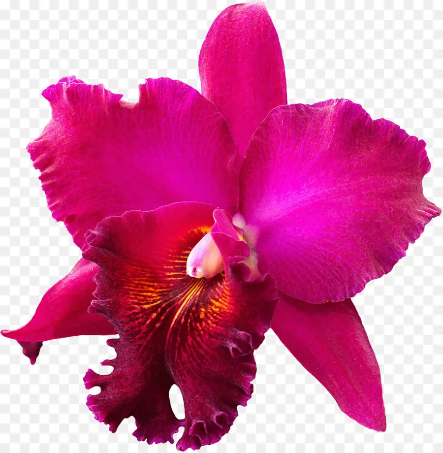 Crimson Cattleya，Natal Orquídea PNG