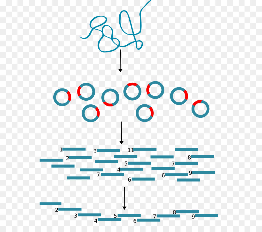 A Clonagem Molecular，Biologia Molecular PNG