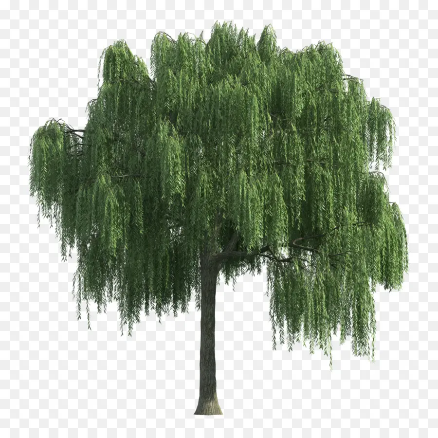 Salgueiro，árvore PNG
