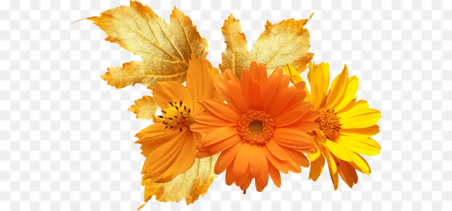 Flores Laranja，Flores PNG