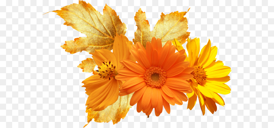 Featured image of post Flores Cor Laranja Png Tubulares bonitas e vistosas na cor laranja forte
