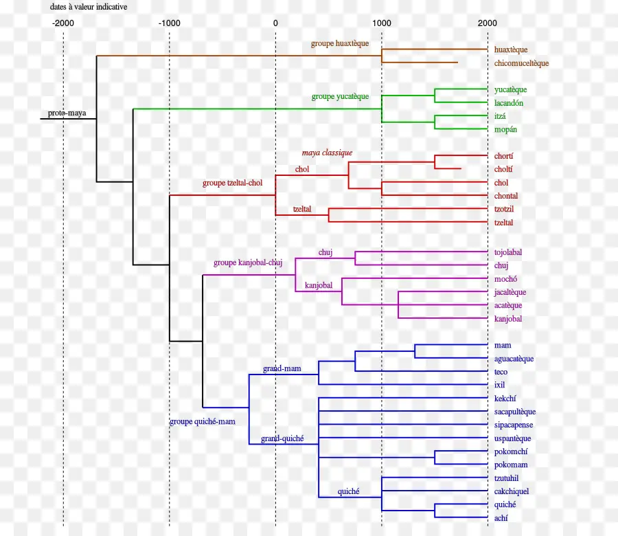 árvore Filogenética，Evolução PNG