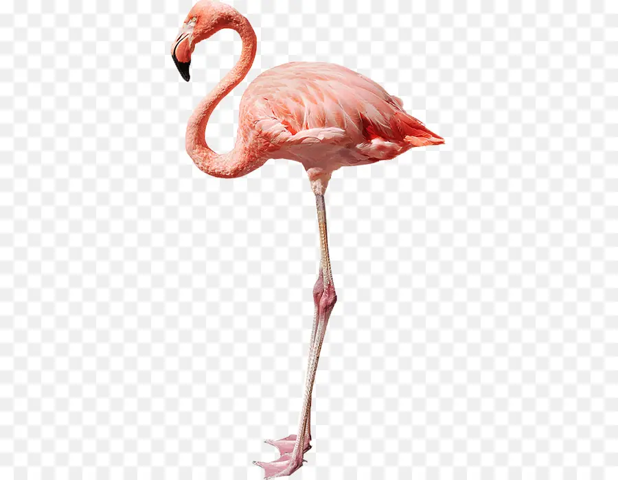 Flamingo，Fotografia De Stock PNG