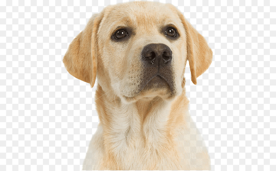 Cachorro，Branco PNG