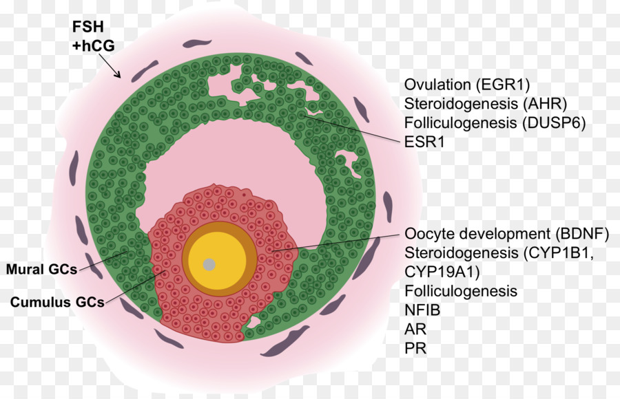 Granulosa Célula，Célula PNG