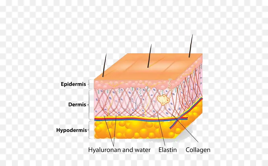 Camadas De Pele，Epiderme PNG