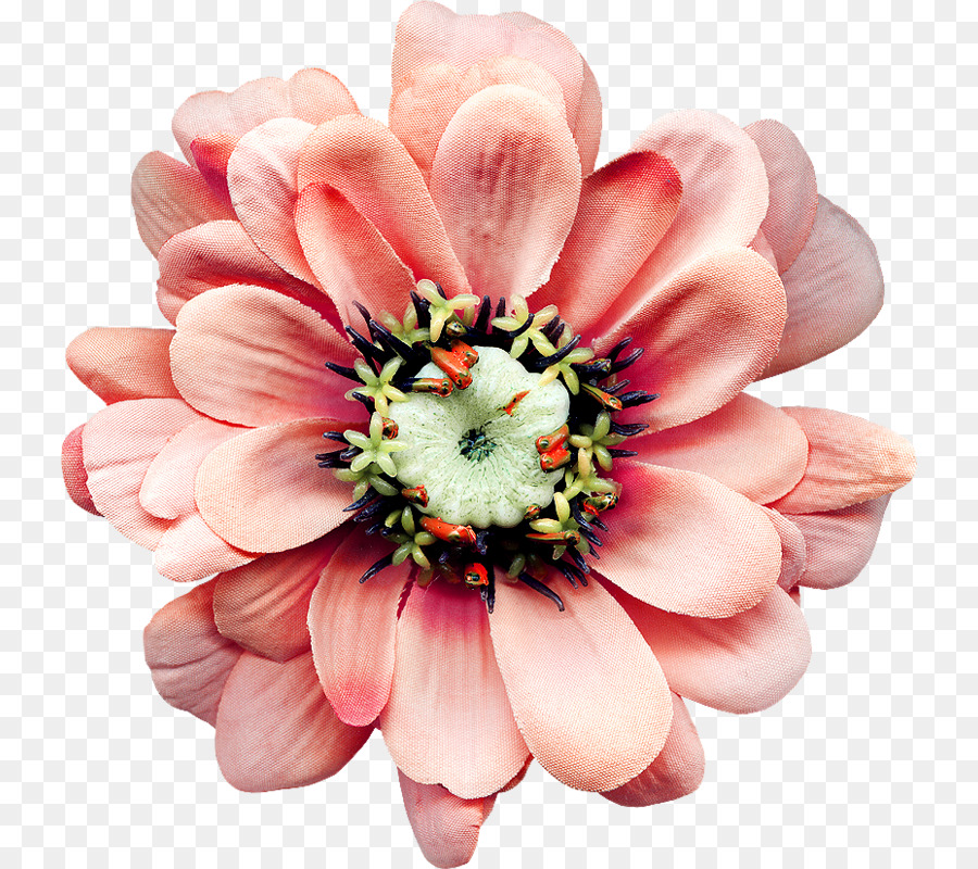 Flor Rosa，Florescer PNG