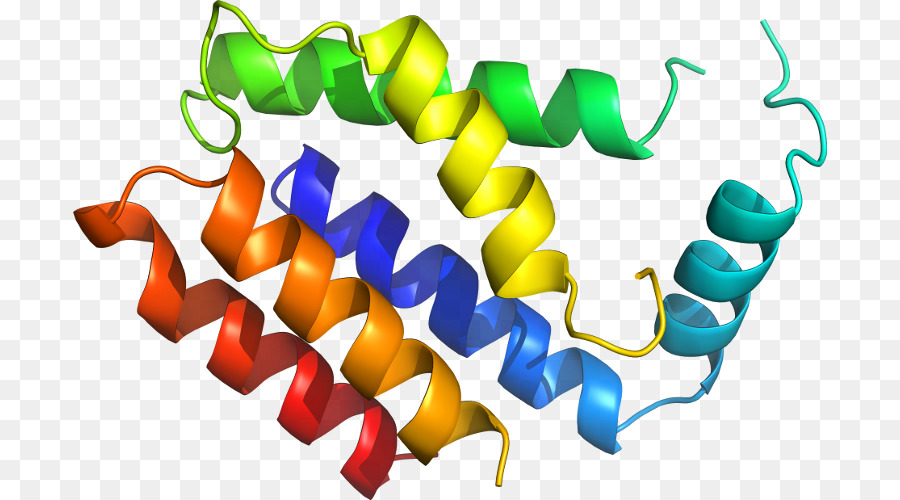 Hélice De Proteína，Molécula PNG