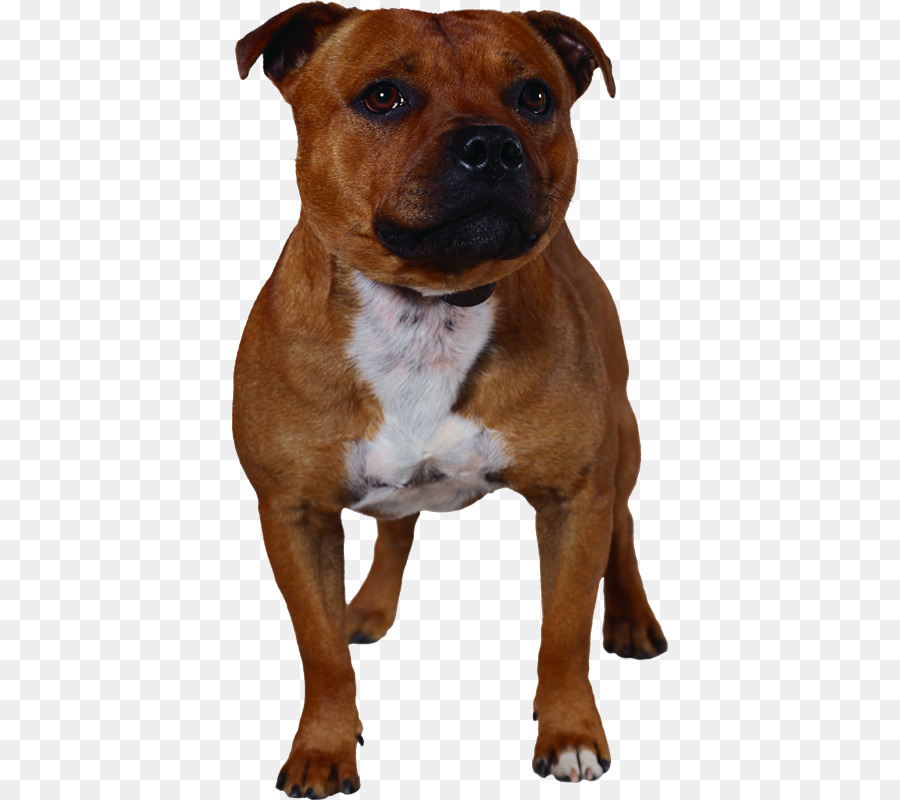 Raça Do Cão，Staffordshire Bull Terrier PNG