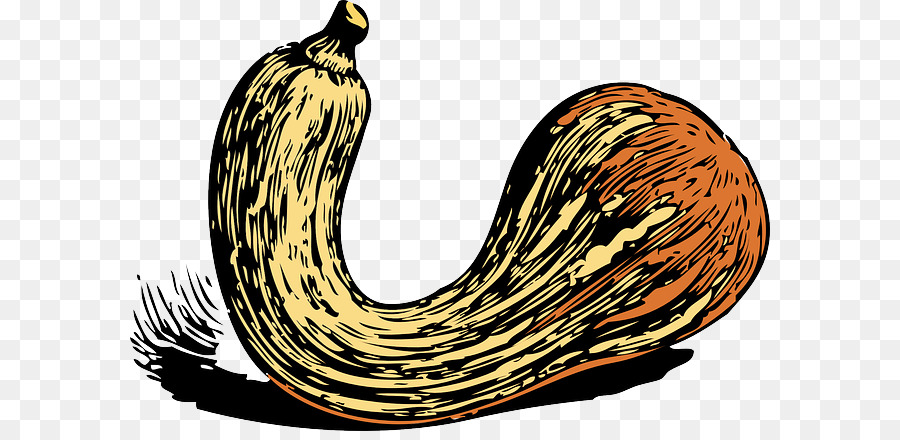 Alimentos，Crookneck De Squash PNG