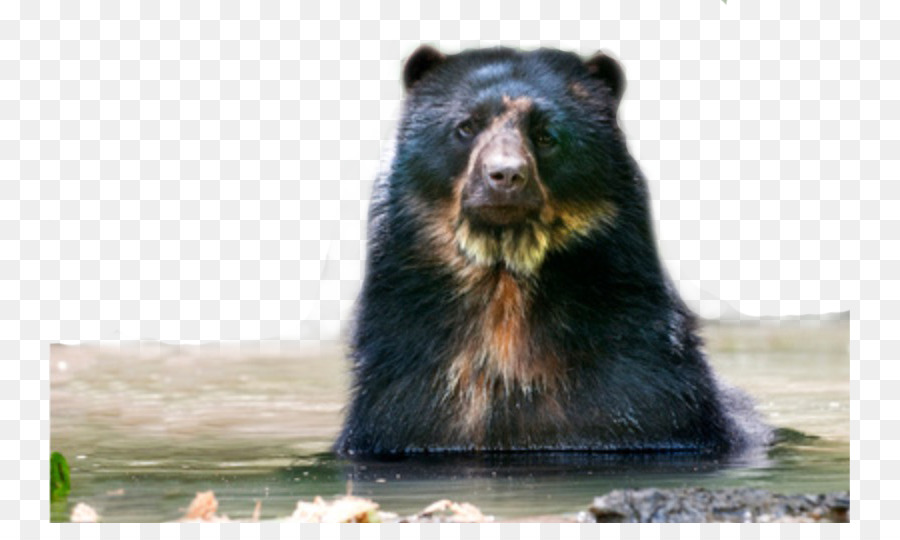 Grizzly Bear，Americano Urso Preto PNG