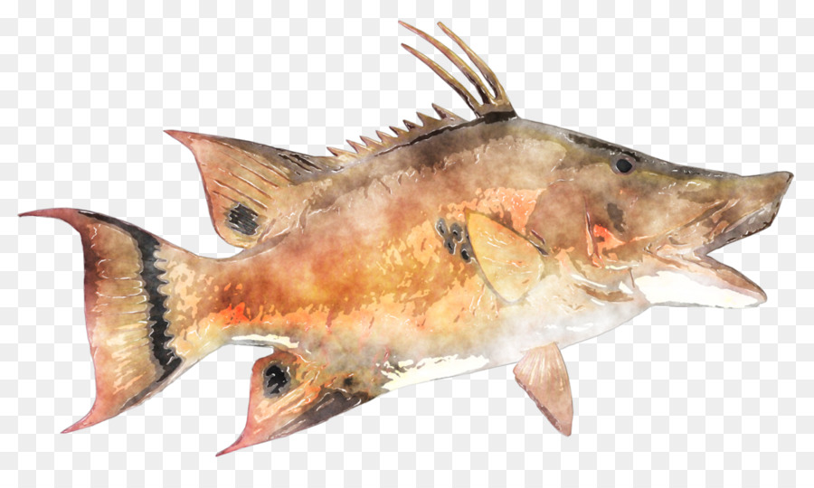 Peixe，Aquático PNG