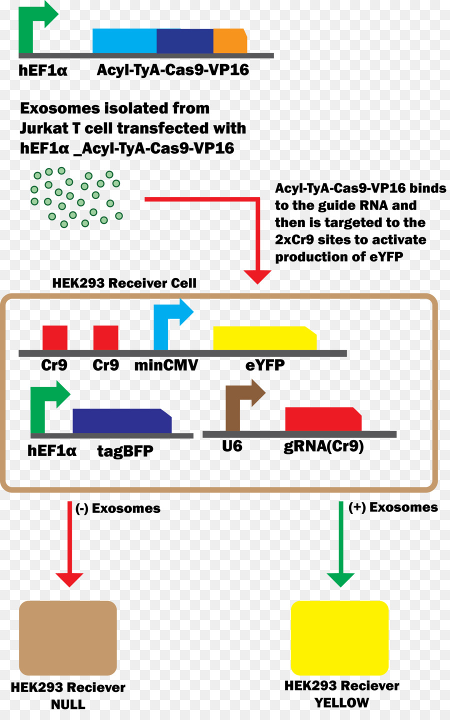 Exosome，Crispr PNG