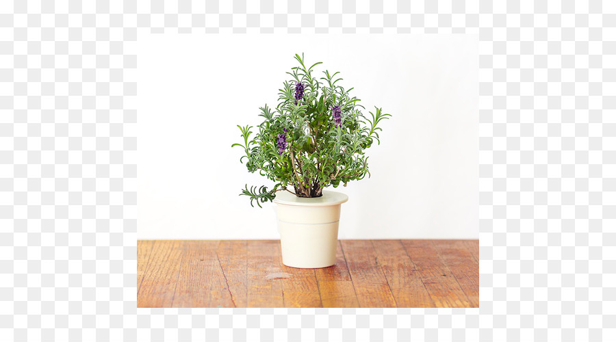 Inglês Lavanda，Planta PNG