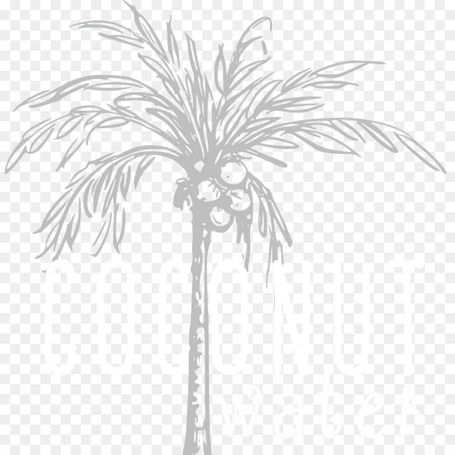 Galho，Arecaceae PNG