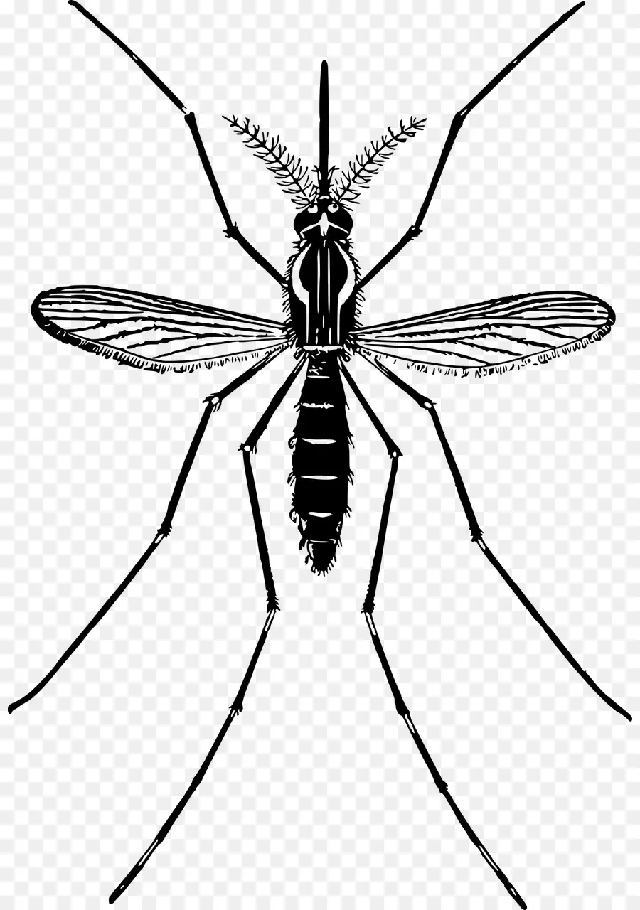 Mosquito，Erro PNG