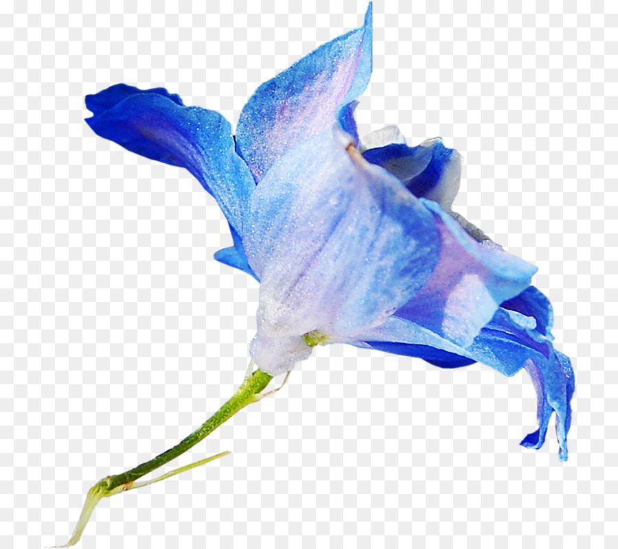 Flor，Azul PNG