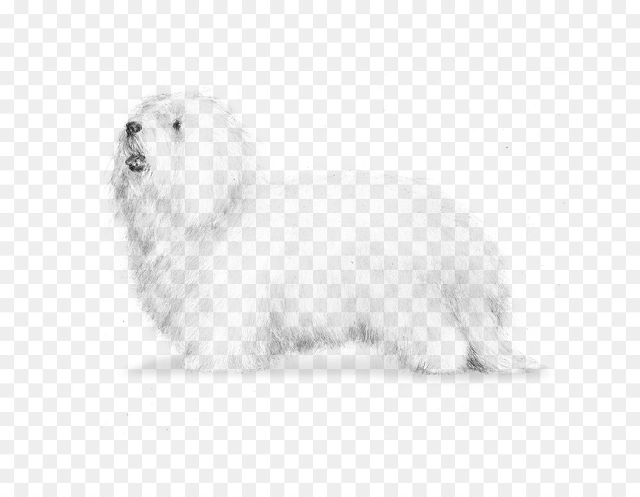 Cão Maltês，Algodão De Tulear PNG