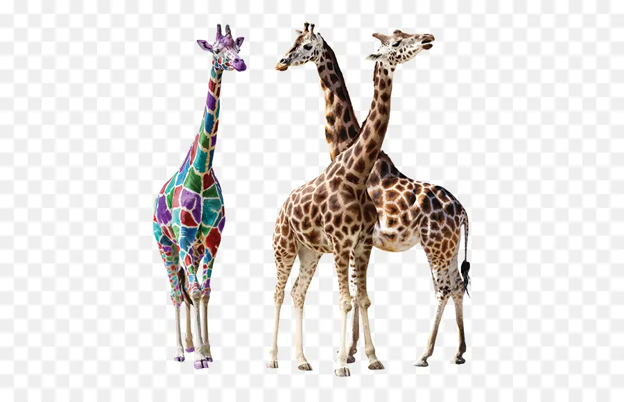 Girafa，Fotografia De Stock PNG