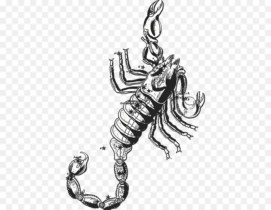 Escorpião，Scorpius PNG