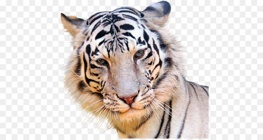 Cara De Tigre，Selvagem PNG