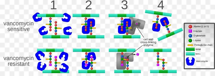 Mecanismo De Resistência à Vancomicina，Antibiótico PNG