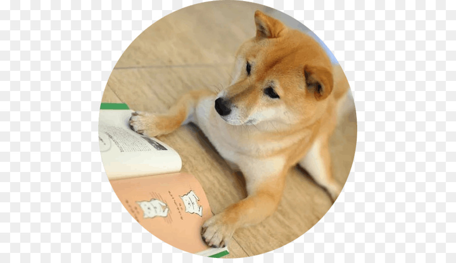 Shiba Inu，Spitz Finlandês PNG