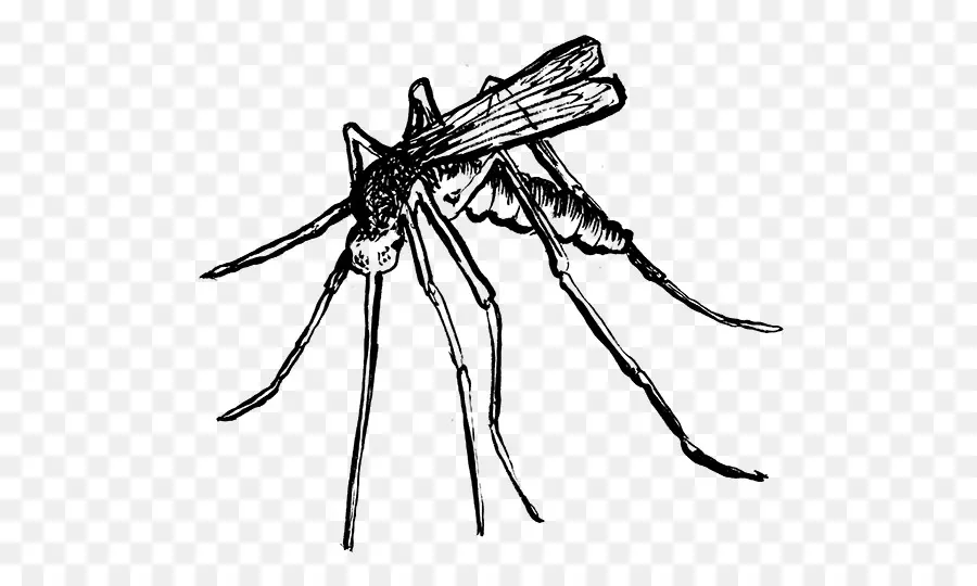 Mosquito，Asas PNG