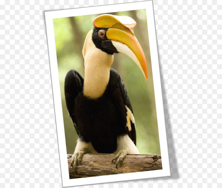Aves，Tucano PNG