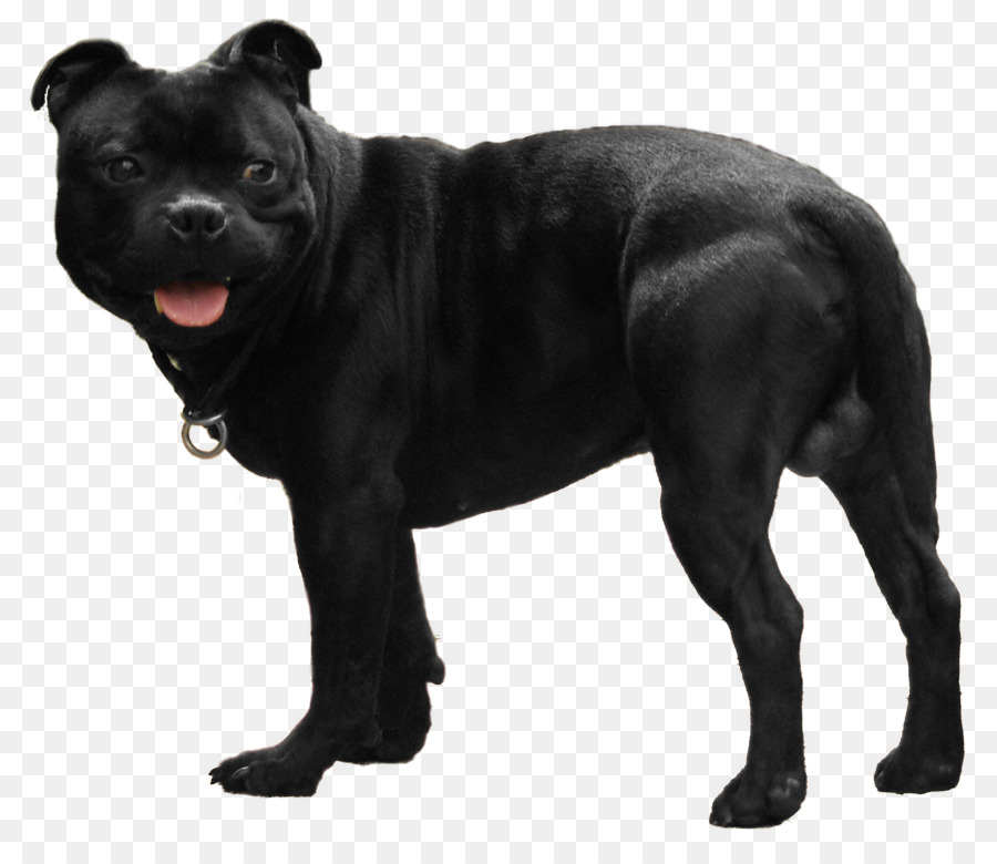 Raça Do Cão，Staffordshire Bull Terrier PNG