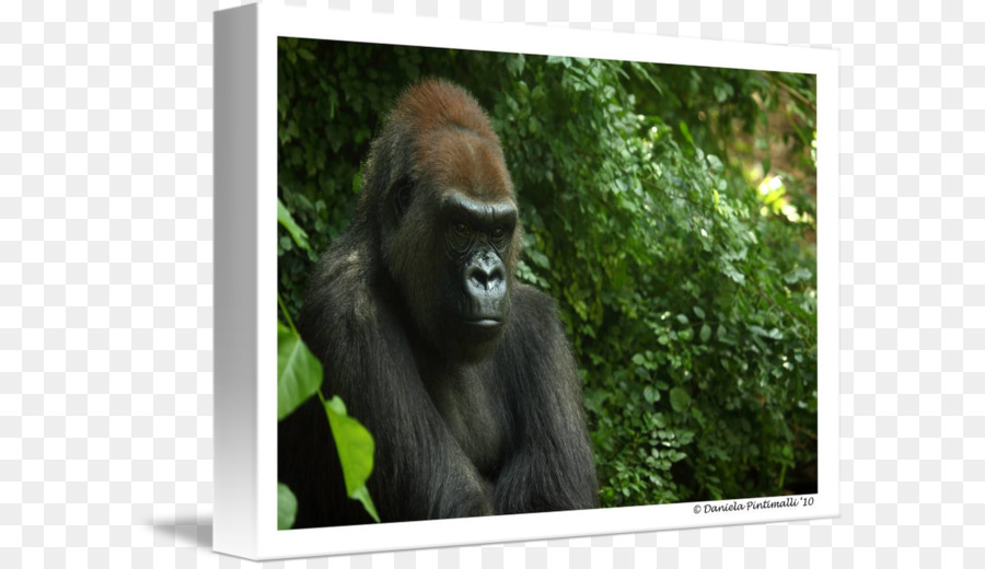 Gorila Ocidental，Orangotango PNG