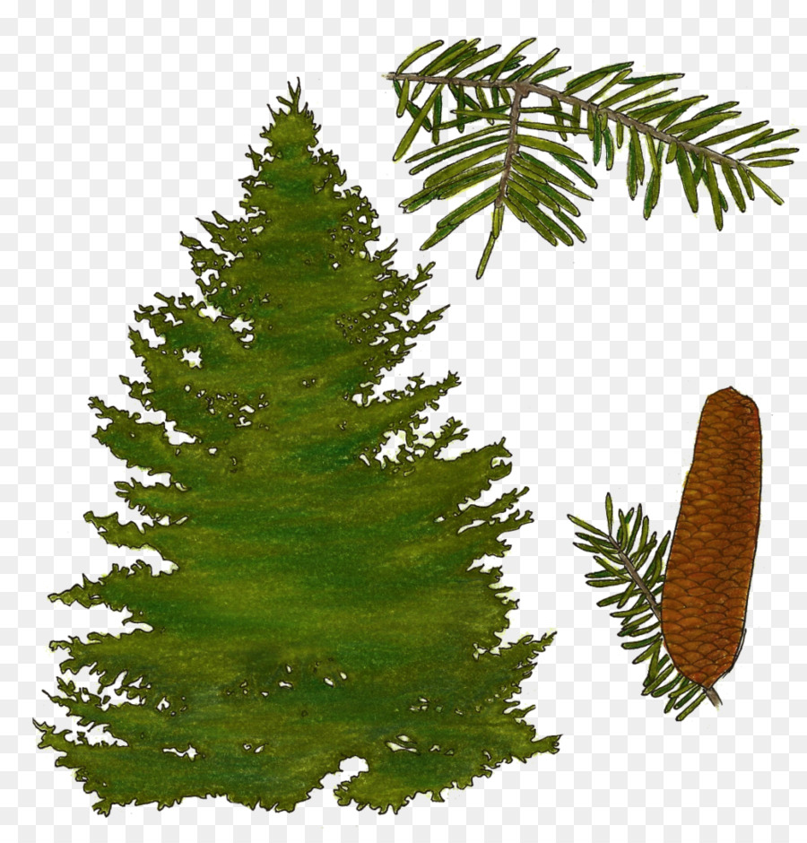 Bálsamo Fir，Pinheiro PNG