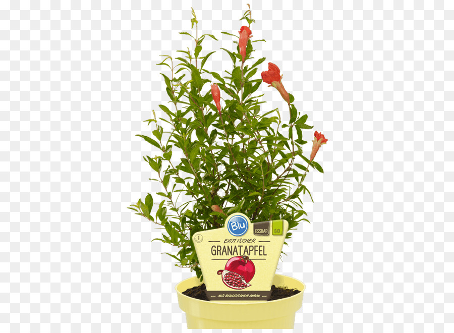 Planta De Romã，Granatapfel PNG