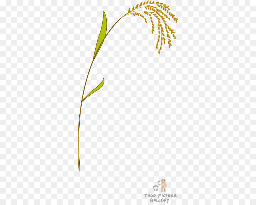 plantas de arroz png