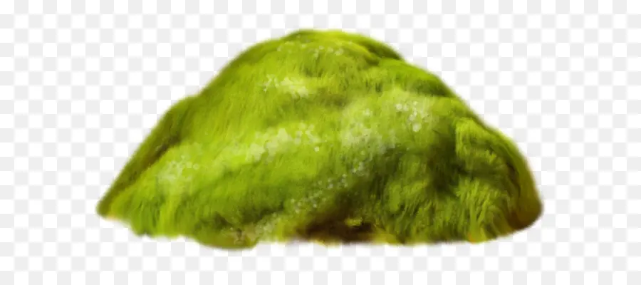 Musgo Verde，Natureza PNG