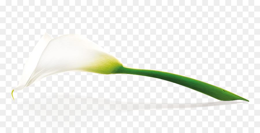 Flor，Branco PNG