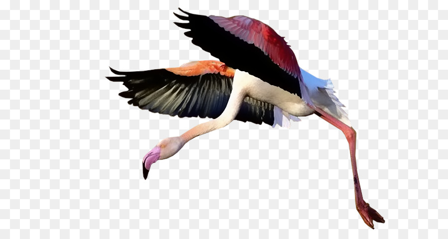 Flamingo，Pássaro PNG