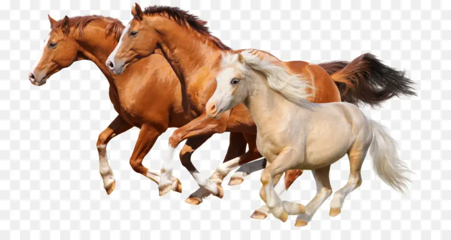 Vamos Aprender Sobre Cavalos，Cavalo PNG