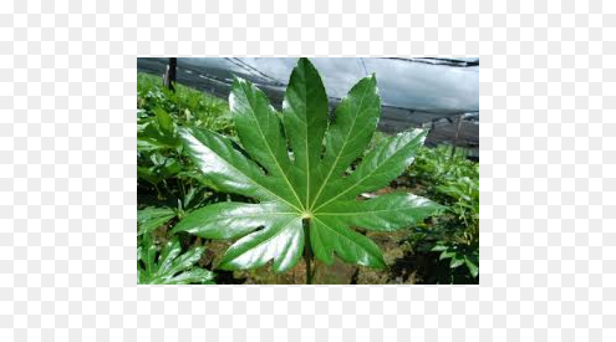 Planta，Queijo Suíço Planta De PNG