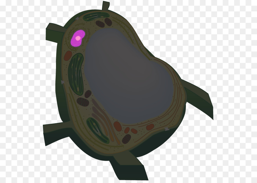 Turtle， PNG