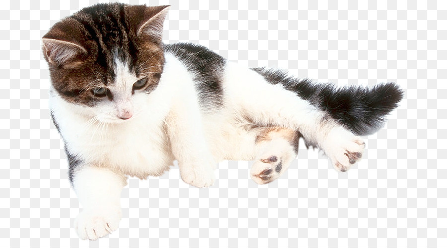 Gatinho，Gato PNG