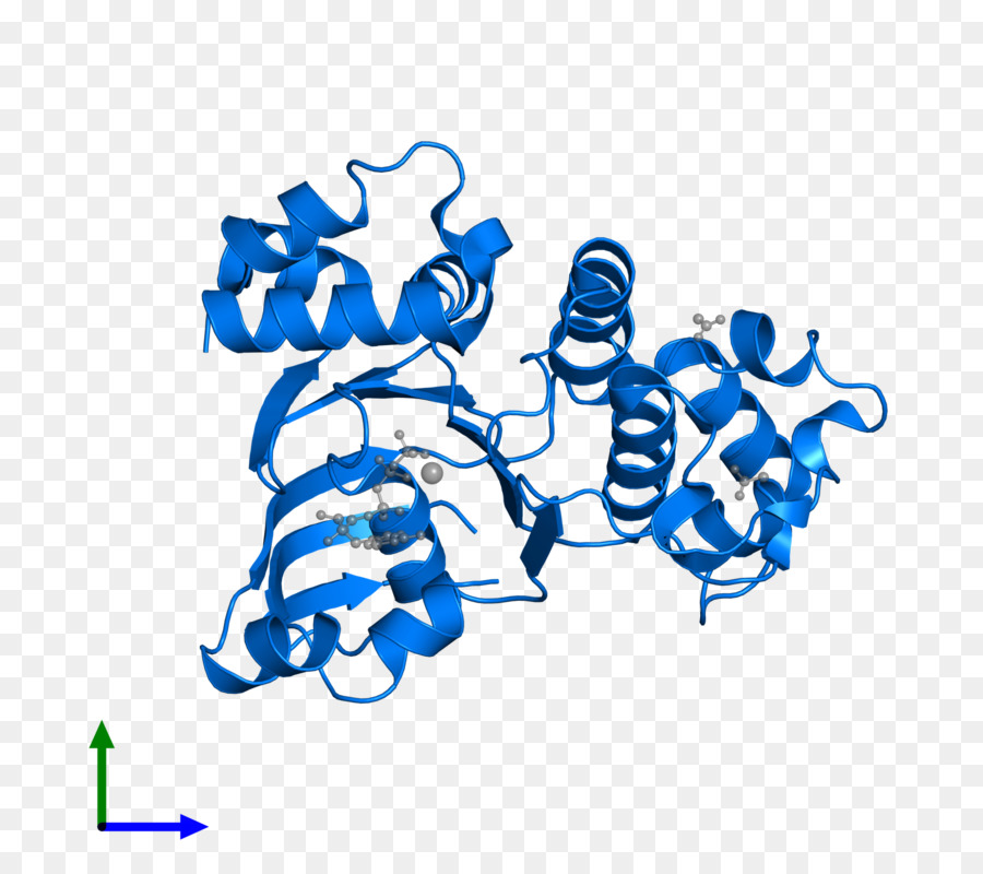 Estrutura Proteica，Molécula PNG