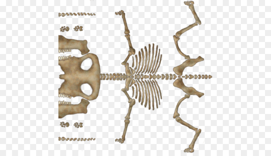 Animais，Esqueleto PNG
